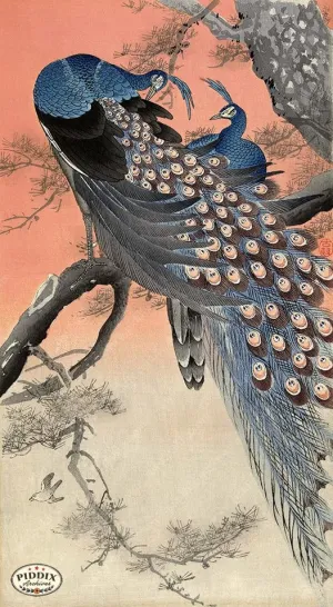 PDXC19577 -- Japanese Peacocks