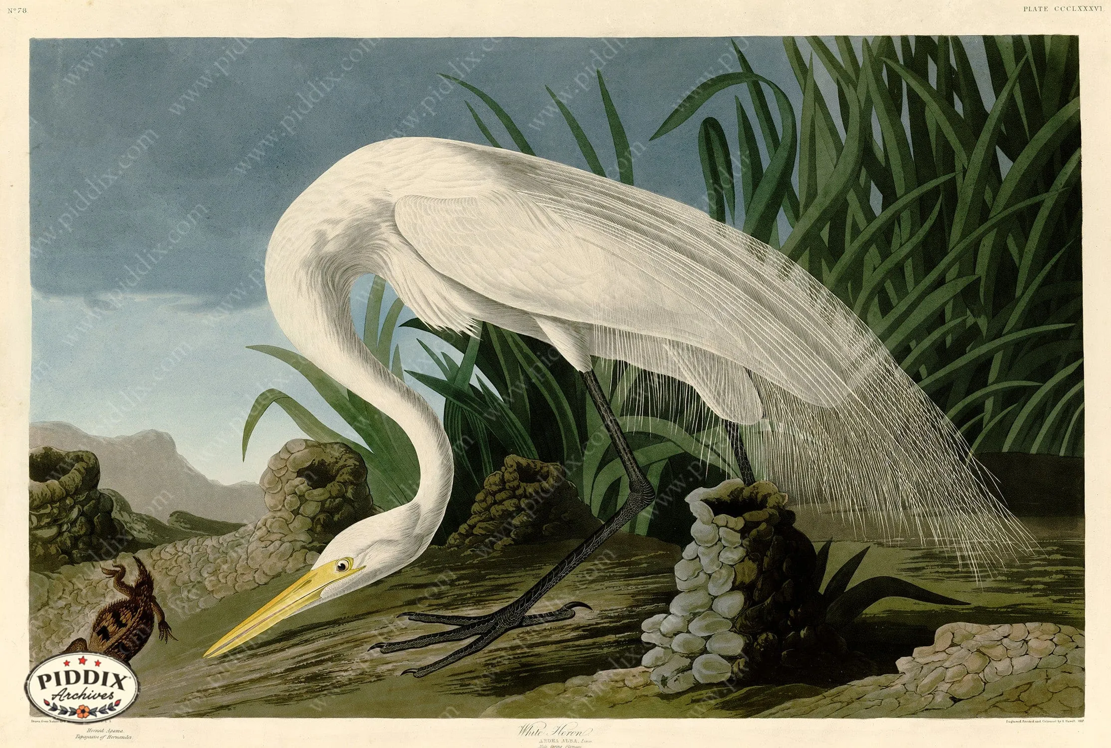 PDXC20922 -- Audubon White Heron