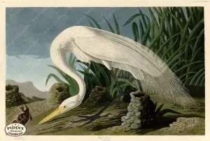 PDXC20922 -- Audubon White Heron